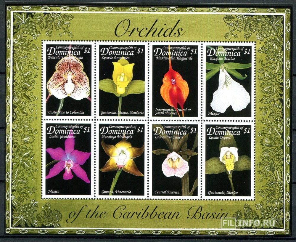 Domenika flowers